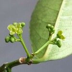 Cassine orientalis Blüte