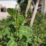 Alysicarpus ovalifolius Leaf