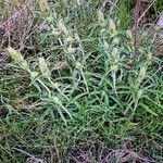 Phlomis lychnitis Vekstform