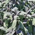 Salvia officinalis Yaprak