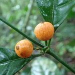 Oxyanthus gracilis Fruit