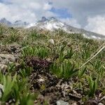 Valeriana celtica برگ