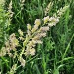 Phalaris arundinacea Fleur