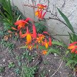 Crocosmia aurea Λουλούδι