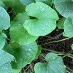 Asarum canadense Liść