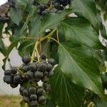 Hedera helixFlower