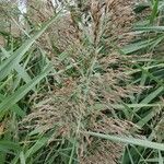 Phragmites australisFlower