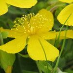 Hypericum cerastoides Blodyn