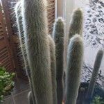 Cleistocactus strausii List