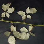 Rubus winteri Anders