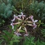 Saponaria officinalis Fula