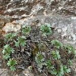 Potentilla caulescens Fuelha