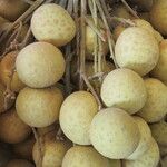 Dimocarpus longan Fruit