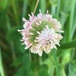 Trifolium hybridum Fleur