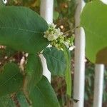 Dalbergia ecastaphyllum Flor