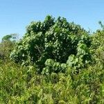 Macaranga vedeliana Habit