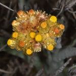 Pseudognaphalium stramineum Çiçek