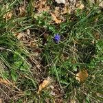 Muscari neglectumFlower