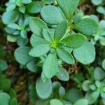 Sedum ternatum Leaf