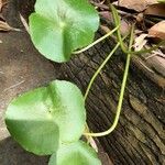 Hydrocotyle verticillata 葉