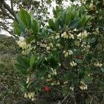 Arbutus andrachneЦвят