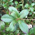 Gaultheria pyroloides Leaf