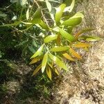 Lithraea molleoides Hoja