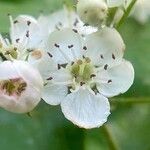 Crataegus rhipidophylla花