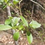 Salix laggeri Feuille