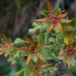 Saxifraga mutata Flor