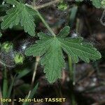 Geranium divaricatum Blatt