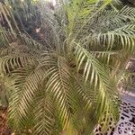Phoenix roebelenii Blatt