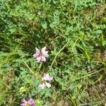 Coronilla variaFlower