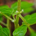 Parietaria debilis Çiçek