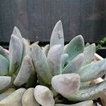 Pachyphytum kimnachii Leaf