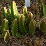 Stapelia gigantea Celota