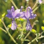 Trichostema dichotomum 花