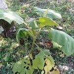 Solanum stramoniifolium Lehti