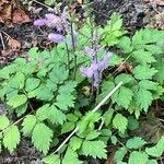 Astilbe rubra 整株植物