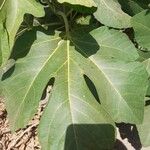 Ficus carica Лист