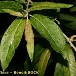 Salix pedicellata Egyéb