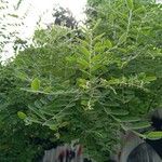 Phyllanthus reticulatus List