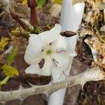 Pachypodium saundersii Fleur