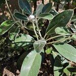 Pachystegia insignis Folha