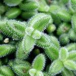 Delosperma echinatum Leaf