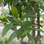 Acacia mangium Blad