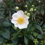 Carpenteria californica Flower