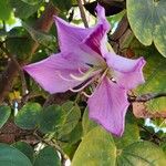 Bauhinia purpurea 花