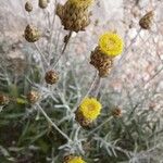 Phagnalon rupestre Λουλούδι