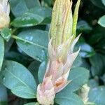 Rhododendron maximum പുഷ്പം